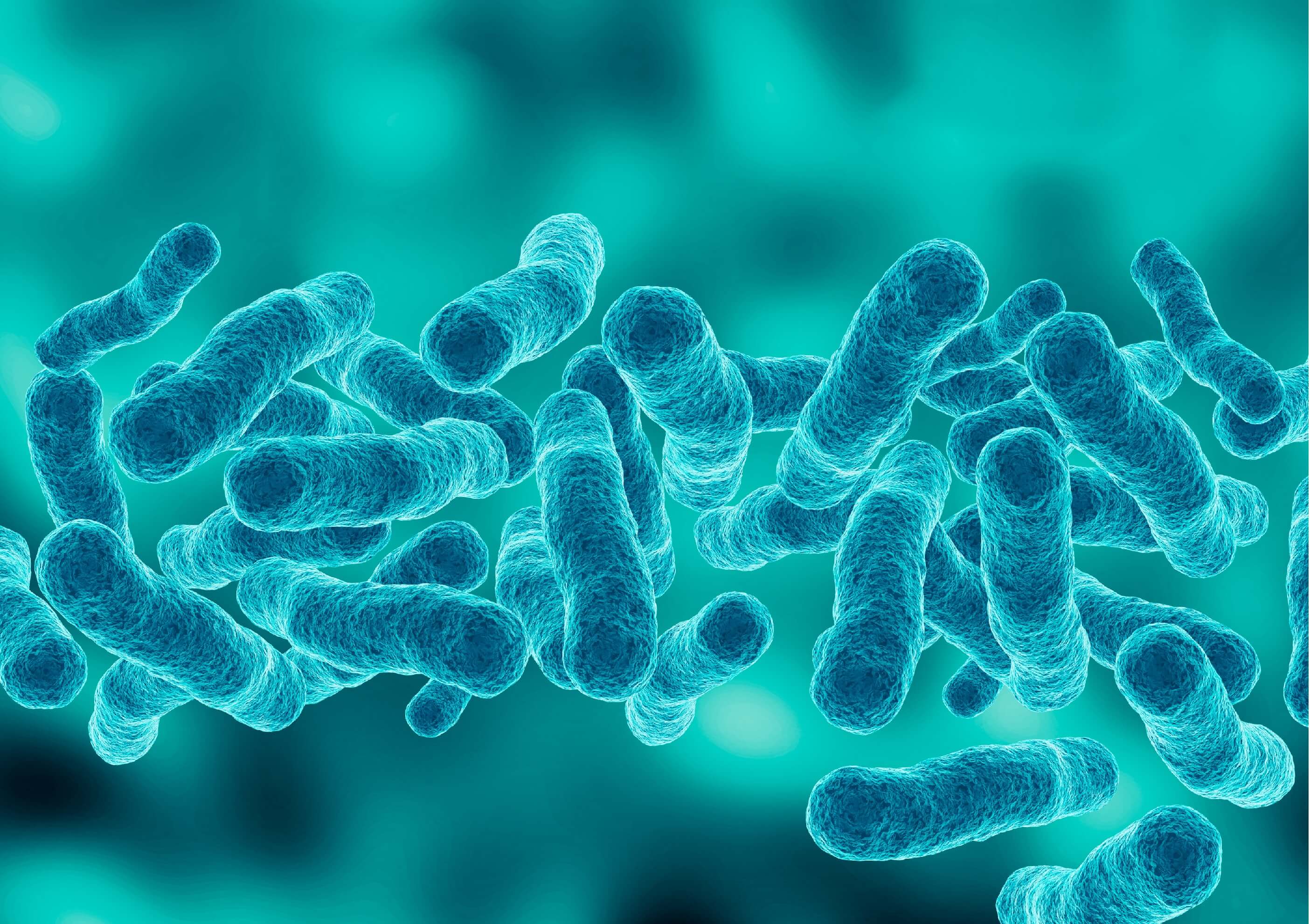 a microscopic view of bacteria